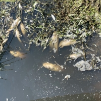 Ekološka katastrofa: Pomor ribe u Karašici