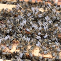 Pomor pčela i na području Slavonije