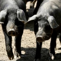 Meso crne slavonske svinje dobilo oznaku izvornosti EU